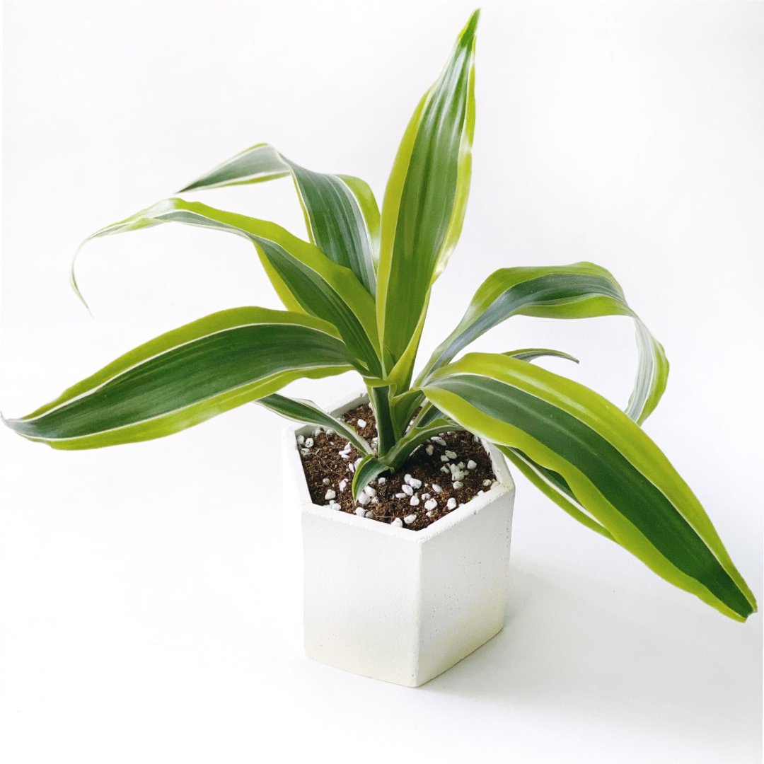 活力黄系列 | 柠檬千年木 六边形水泥观叶植栽 室内植栽 - 植栽/盆栽 - 植物．花 黄色