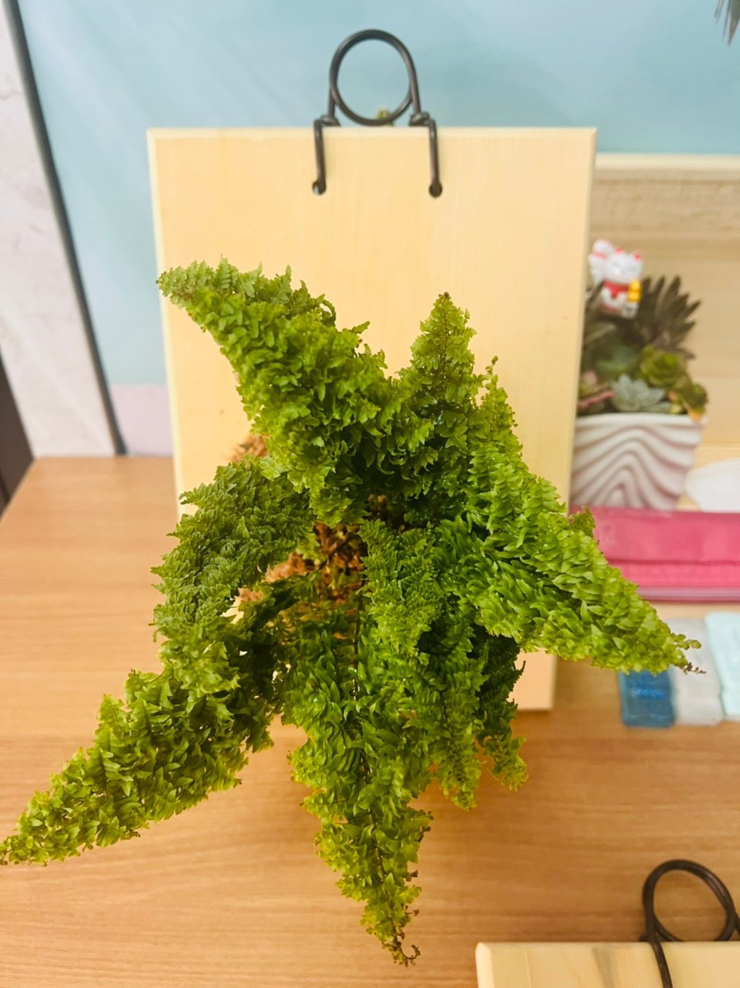 原始自然板 小品上板 文青网美最爱 森林系壁植 毕业礼物 - 植栽/盆栽 - 木头 咖啡色