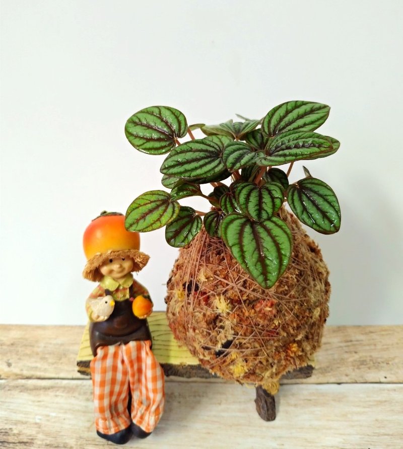 居家幸福苔球 苔玉 智利原色水苔 五行幸运植物 孔雀椒草 - 植栽 - 植物．花 