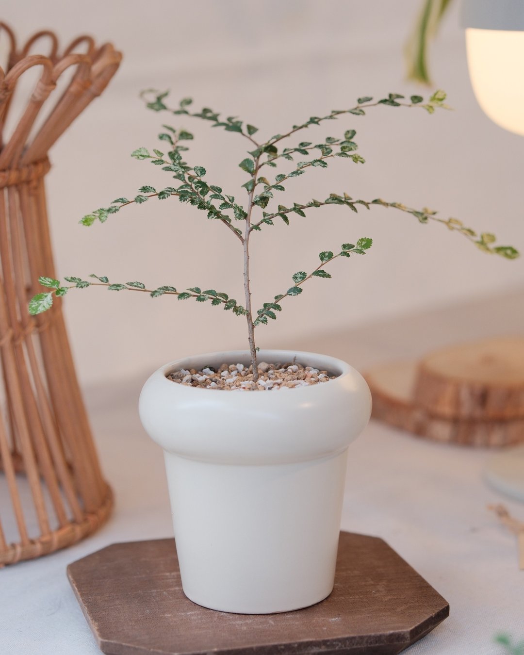 斑叶榆树 - 植栽/盆栽 - 植物．花 