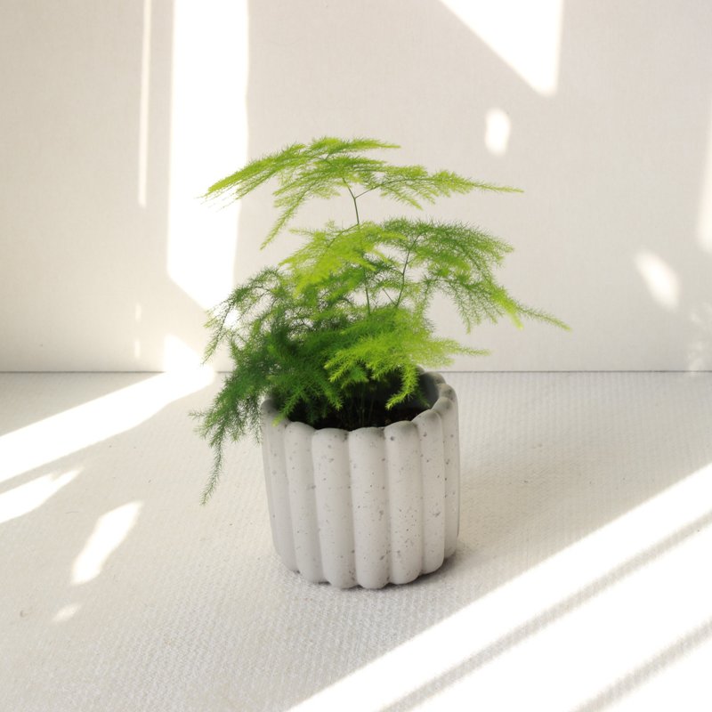植栽 盆栽 l 文竹(新娘花)  迷人云状叶片 室内盆栽 办公室盆栽 - 植栽/盆栽 - 水泥 