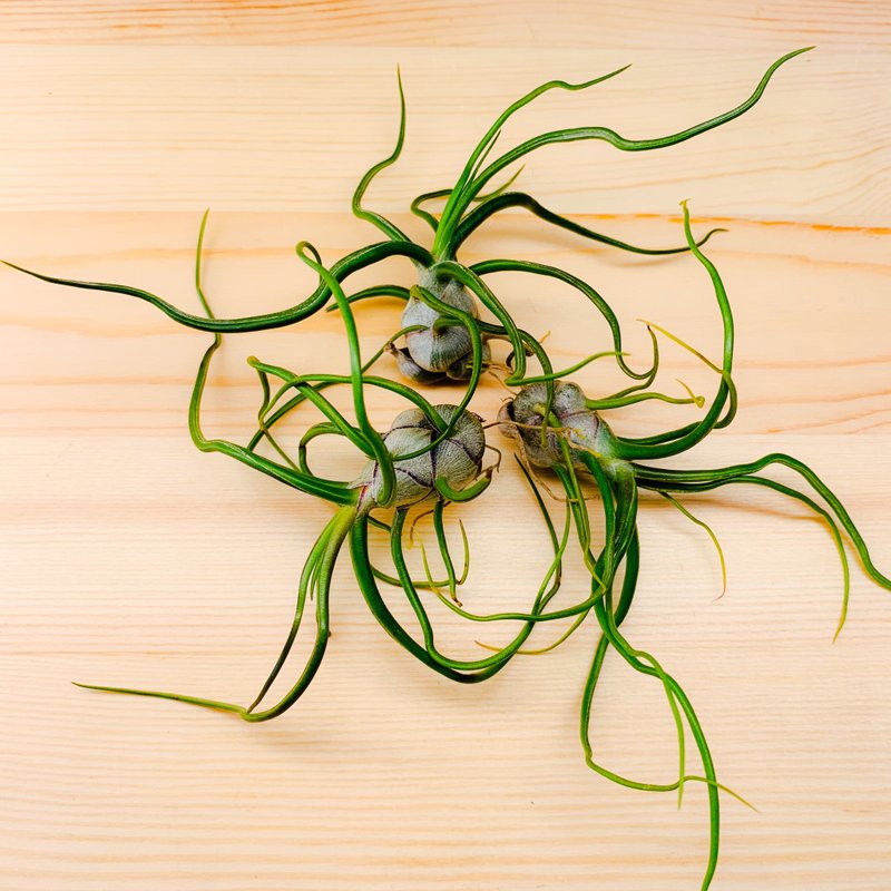 空气凤梨 小章鱼  Tillandsia bulbosa 仅植物本身 - 植栽/盆栽 - 植物．花 绿色