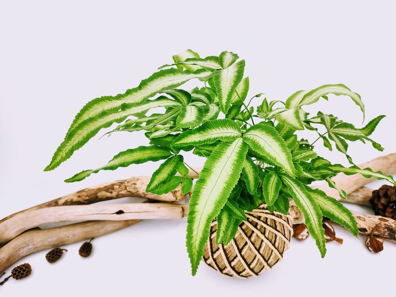 白玉凤尾蕨苔球│板植│室内植物│窗边植物│观叶植物 - 植栽/盆栽 - 植物．花 绿色