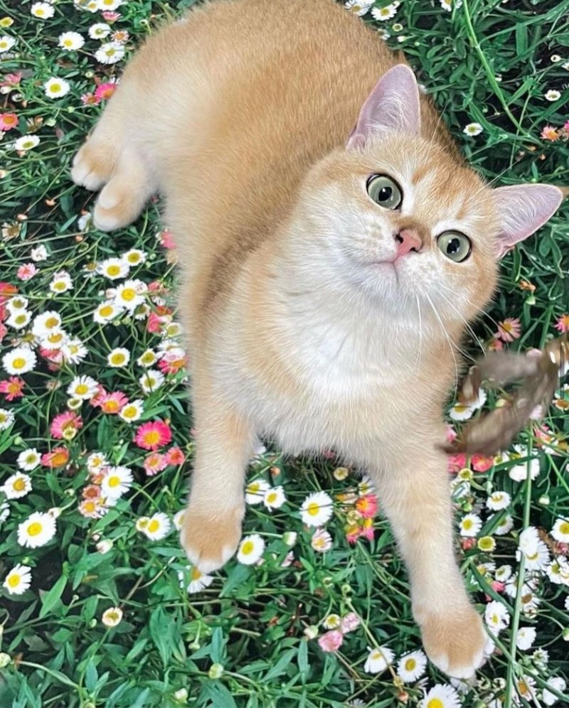 花园地毯 - 地垫/地毯 - 聚酯纤维 绿色