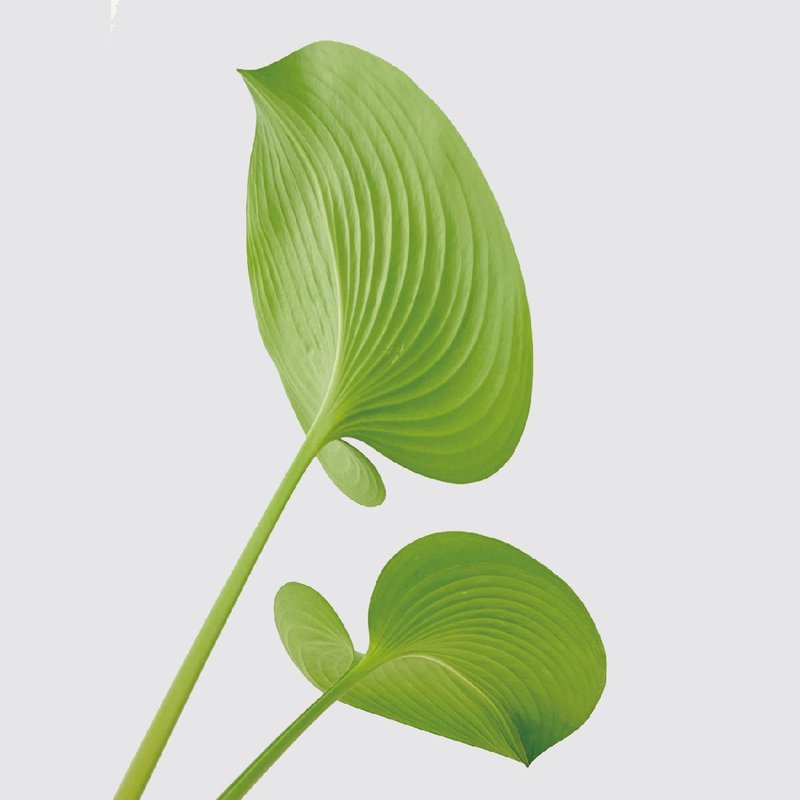 │ 方盆系列 │水晶百合 - 开花 假玉簪 陶瓷 水耕盆栽 - 植栽/盆栽 - 植物．花 