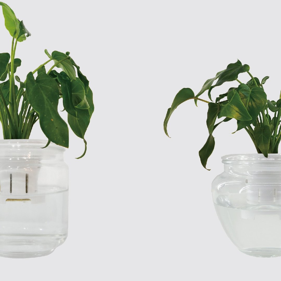 │ 玻璃系列 │ 小天使蔓绿绒 - 厨浴植物 水耕盆栽 空气净化 - 植栽/盆栽 - 植物．花 