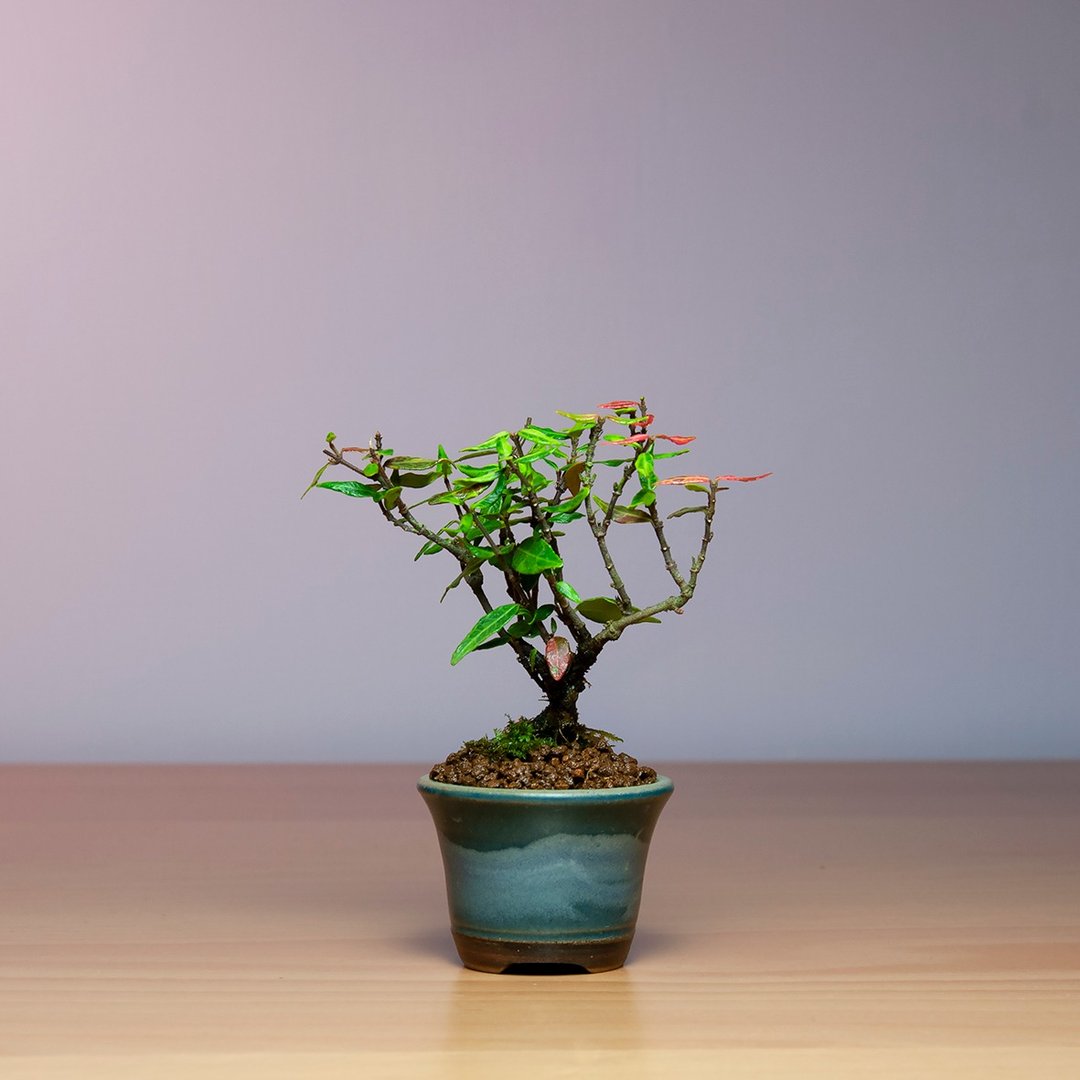 迷你豆盆景/缩缅葛 - 植栽/盆栽 - 植物．花 