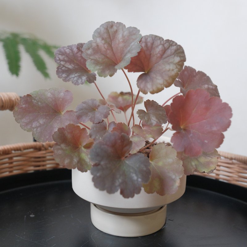 珊瑚钟 - 植栽/盆栽 - 植物．花 