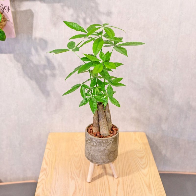马拉巴栗植栽 招财树 室内耐阴植物 发财树 小高木脚水泥盆栽 - 植栽/盆栽 - 植物．花 