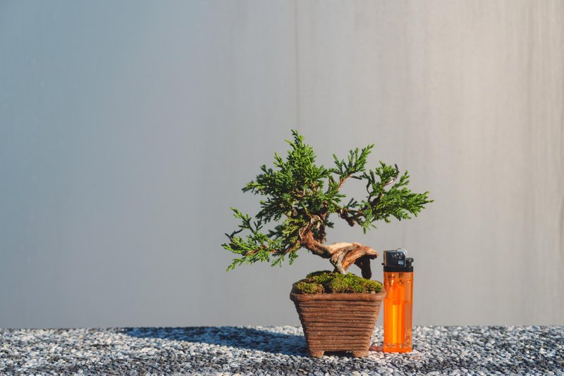 稀有小尺寸迷你盆栽纪州真柏 松柏迷你盆栽 植栽 小盆栽 - 植栽/盆栽 - 植物．花 绿色