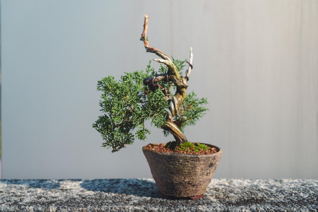 漂亮扭转小品真柏盆栽 松柏迷你盆栽 植栽 手工盆小盆栽 - 植栽/盆栽 - 植物．花 绿色