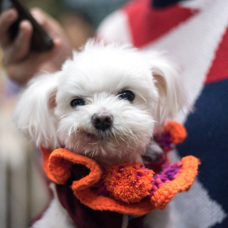 毛线编织领巾.宠物领巾.猫咪狗狗领巾.手作品.独一无二 - 衣/帽 - 棉．麻 多色