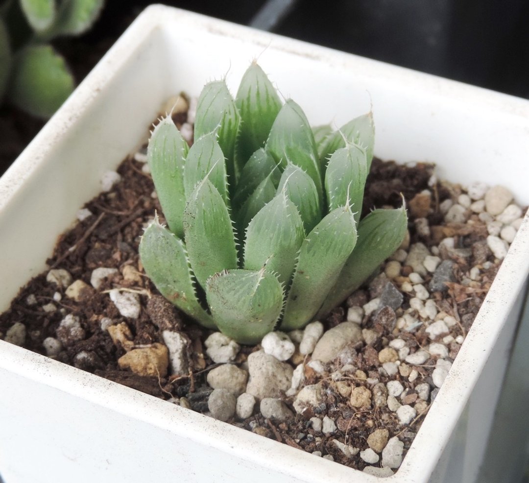 加购植栽- 多肉植物 · 玉露 - 植栽/盆栽 - 植物．花 