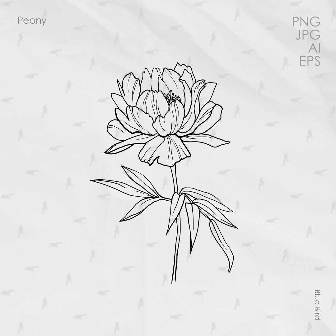 Peony flower. Botanical digital art - 其他数码设计 - 其他材质 