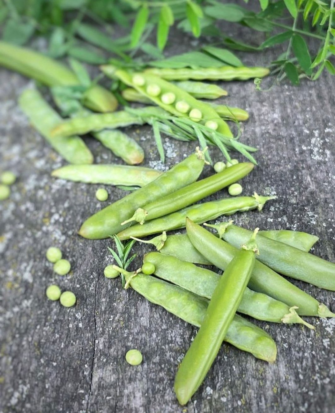Polymer clay peas. TUTORIAL. Mini food. Fake vegetables. jewelry diy. pea pod. - 线上课程/教学影片 - 其他材质 
