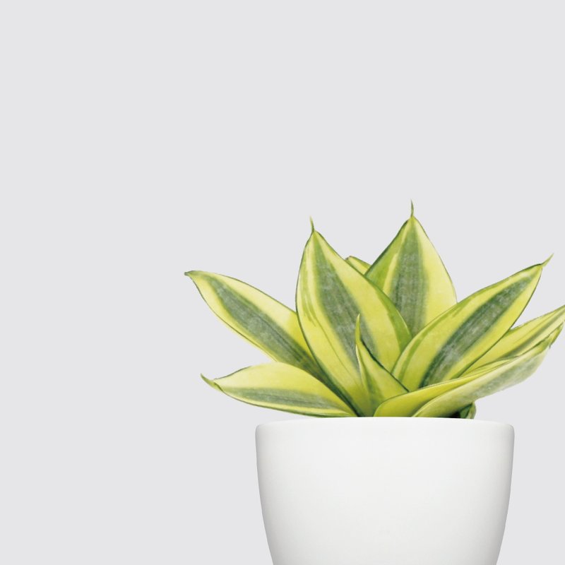 │ 犀力系列 │ 黄金虎尾兰 - 空气净化 室内植物 水耕盆栽 - 植栽/盆栽 - 植物．花 白色