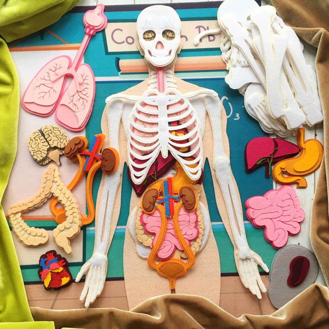 Human anatomy felt set for kids - 编织/刺绣/羊毛毡/裁缝 - 其他材质 多色