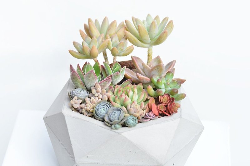 大钻石水泥多肉组 | 升官 乔迁 开幕 盆栽 - 植栽/盆栽 - 植物．花 绿色