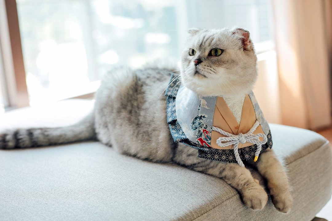 和服领巾 猫狗适用 可自选花色 - 衣/帽 - 棉 