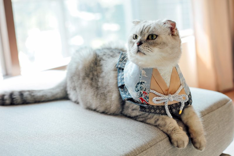 和服领巾 猫狗适用 可自选花色 - 衣/帽 - 棉．麻 