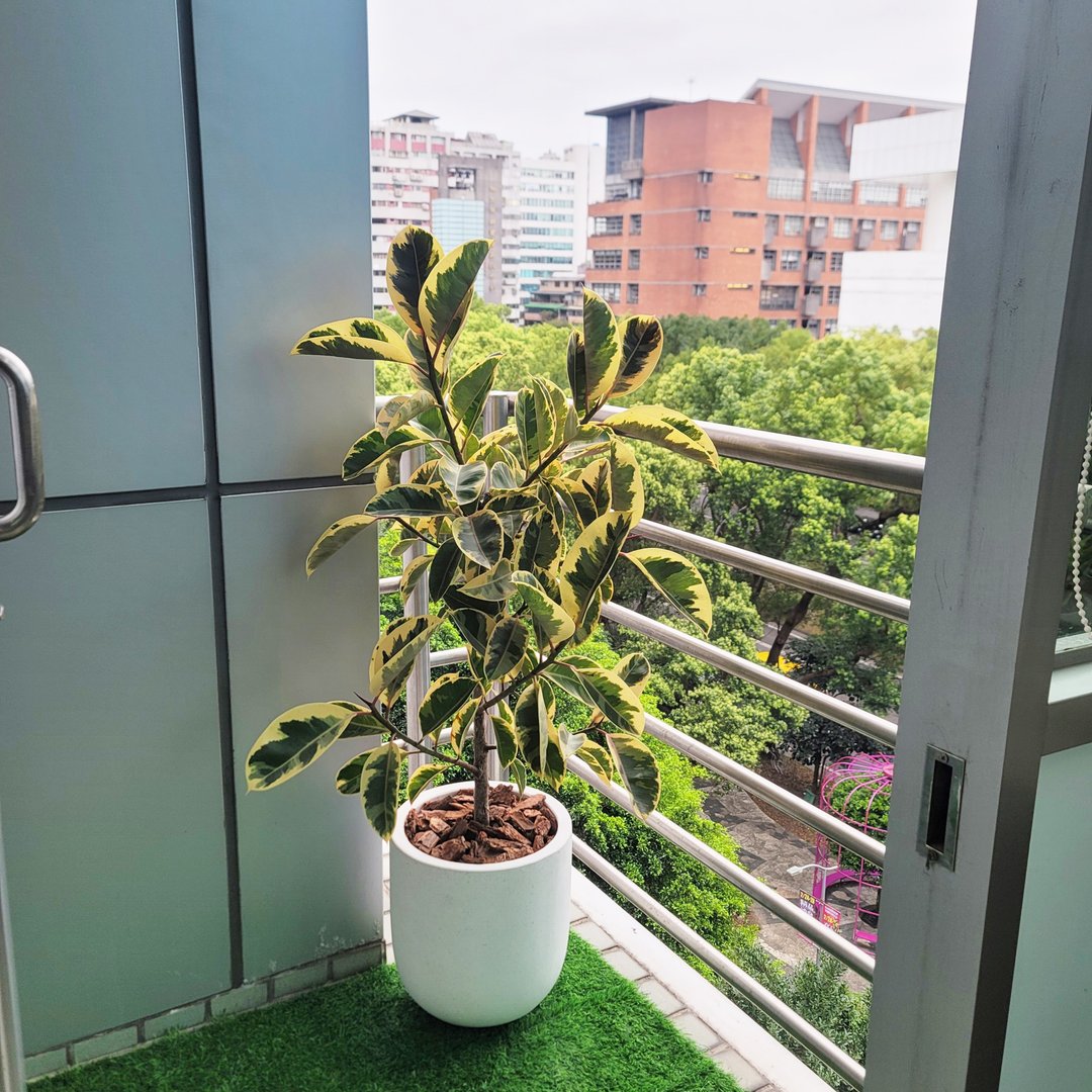 非洲橡胶树 - 植栽/盆栽 - 植物．花 灰色
