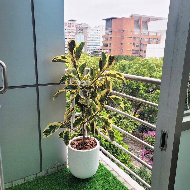 非洲橡胶树 - 植栽/盆栽 - 植物．花 灰色