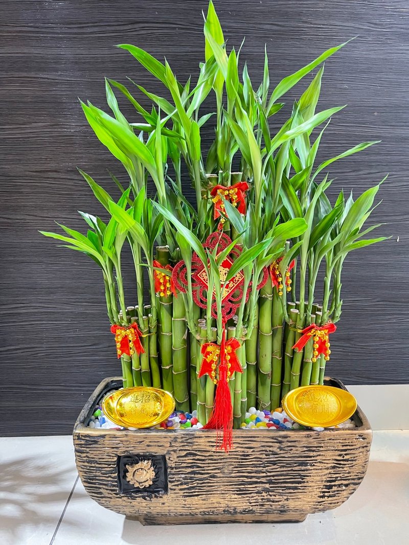 桌上型盆栽 开幕盆栽 办公室盆栽 入新居礼 开运运竹盆栽 - 植栽/盆栽 - 植物．花 绿色