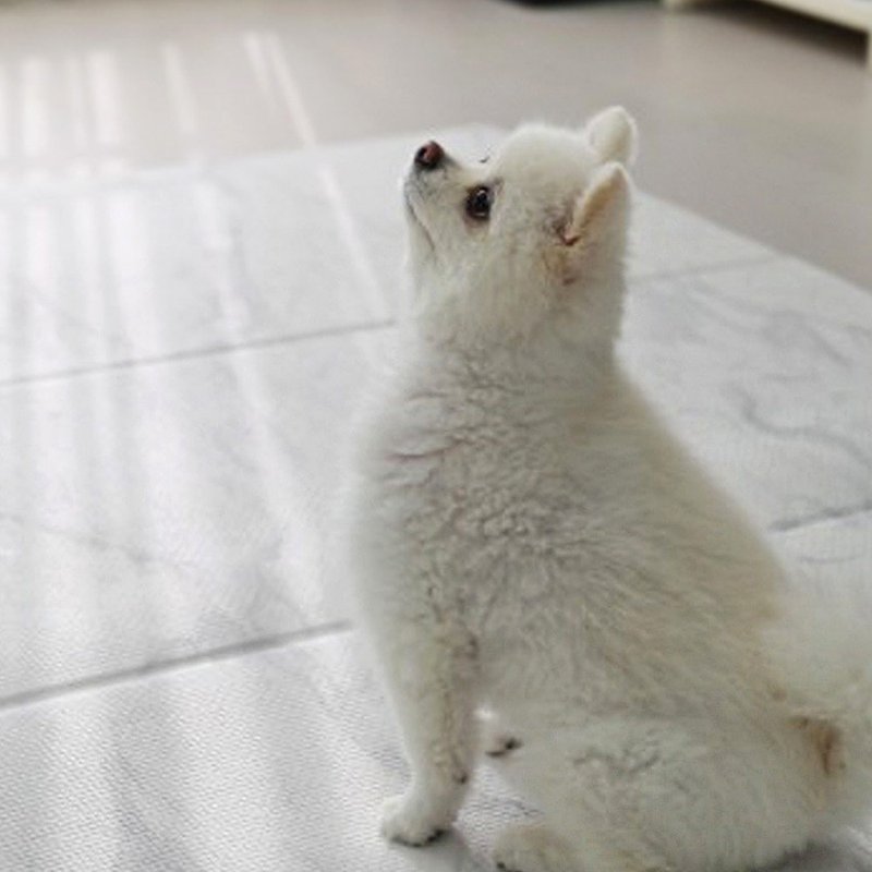 【MH家居】 韩国宠物折叠地垫 宠物地垫 宠物止滑垫 狗狗地垫 - 其他 - 其他材质 