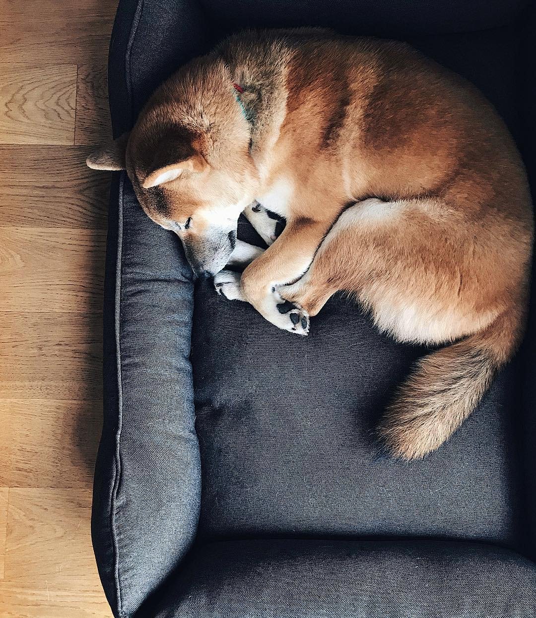 Dog bed Gray for middle dog L Size 90x60 cm - 床垫/笼子 - 其他材质 灰色
