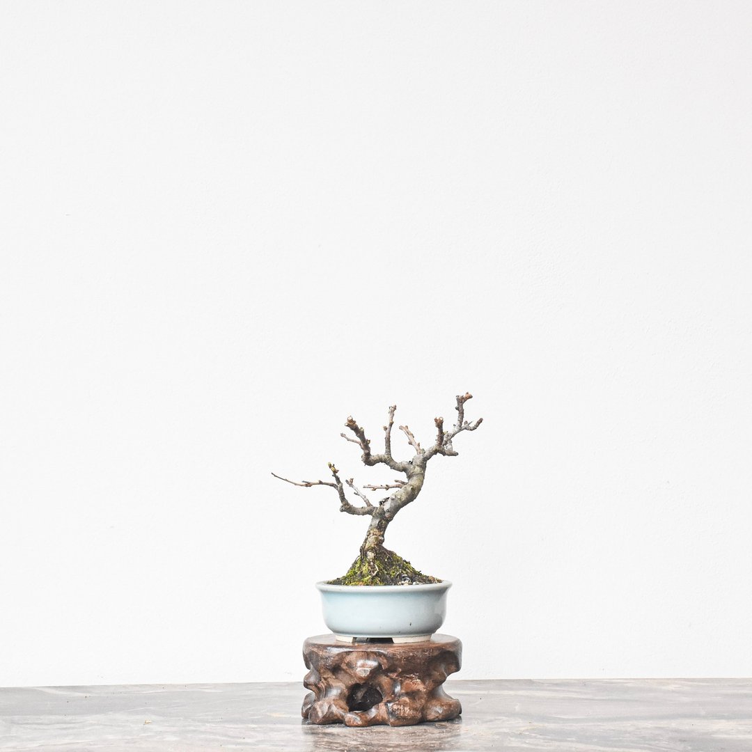 白长寿梅 Japanese Quince (White) | 盆景星球 Bonsai Planet - 植栽/盆栽 - 植物．花 