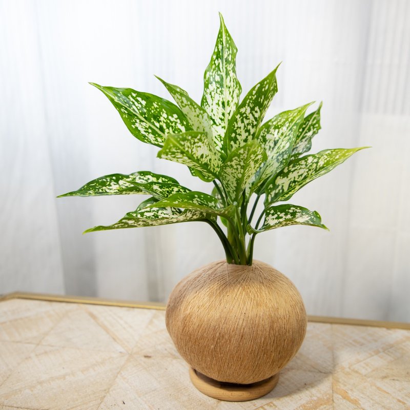 大阪白粗肋草 手作植栽苔球 - 植栽/盆栽 - 植物．花 