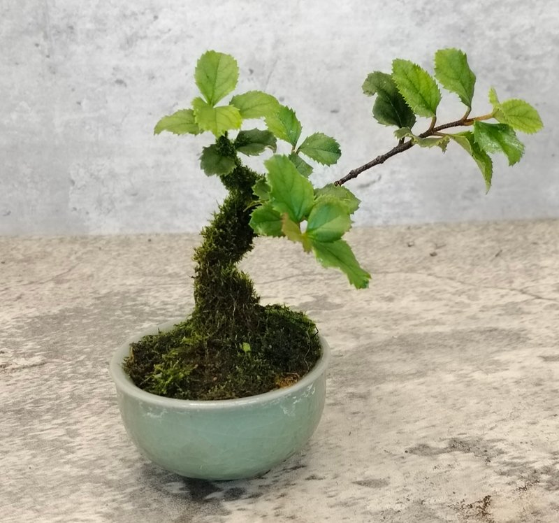 迷你盆栽-冰裂盆荚迷   植物 盆栽 - 植栽/盆栽 - 植物．花 