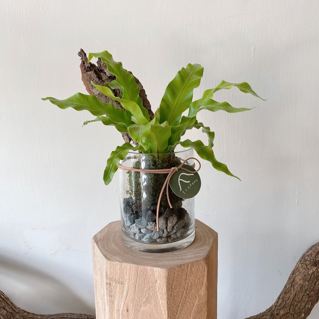 山苏苔球 开幕植栽 - 干燥花/捧花 - 植物．花 绿色
