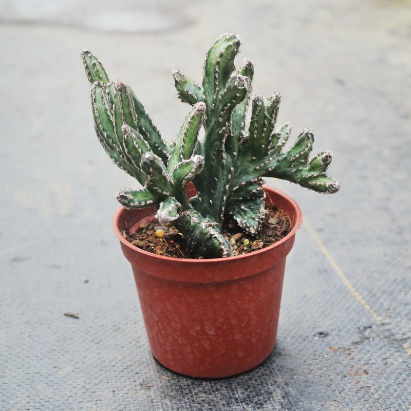 【豆豆多肉】【残雪之峰】乔迁│送礼│升迁│多肉植物 - 植栽/盆栽 - 植物．花 