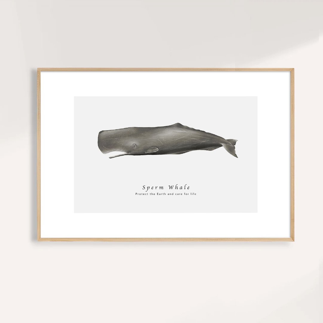 抹香鲸 Sperm Whale / 海洋动物插画挂画 / 艺术无框输出 - 海报/装饰画/版画 - 纸 