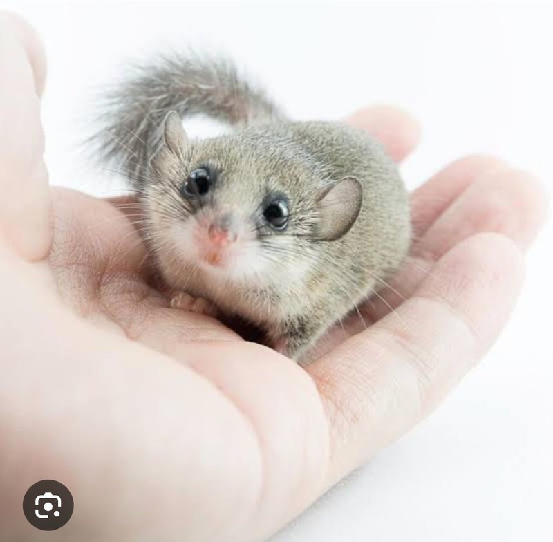 咕布的12 cm玻璃罩塑料花摆设 - 干燥花/捧花 - 其他材质 