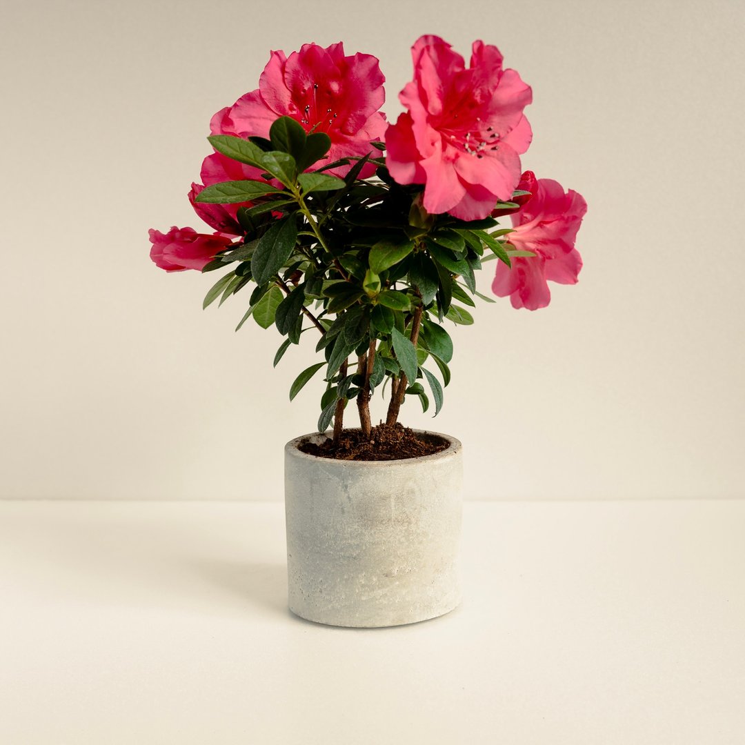玫瑰杜鹃│泥作系列│福所栽 - 植栽/盆栽 - 水泥 红色