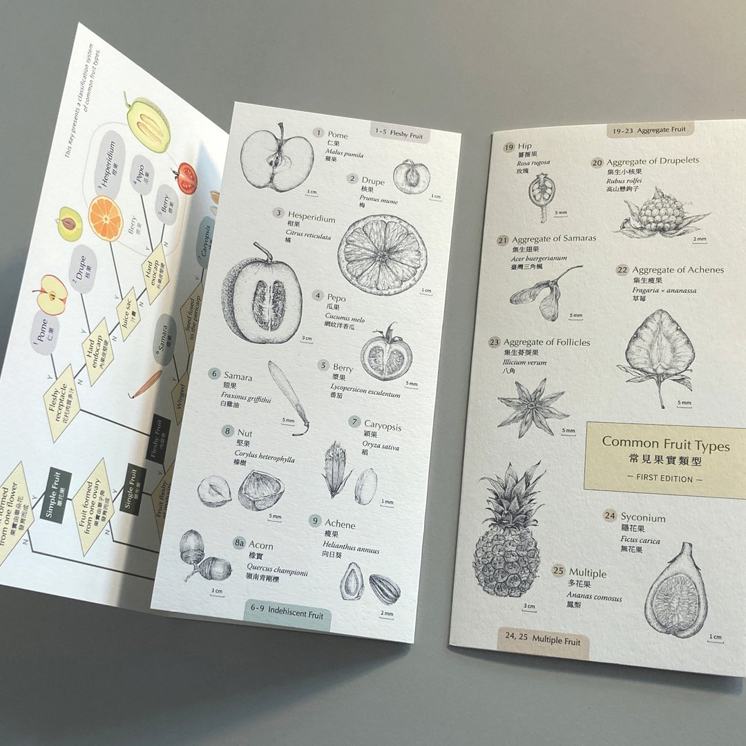 Fruit Key | 常见果实类型检索表 - 其他 - 其他材质 多色