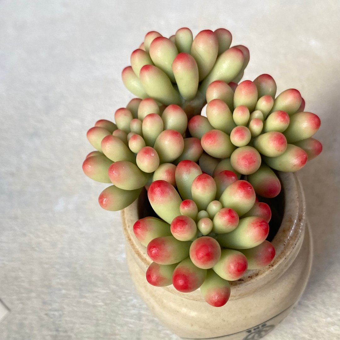 粘土多肉课程 Sedum 'Pachyphyllum'的制作方法 - 手工艺教程/工具书 - 其他材质 