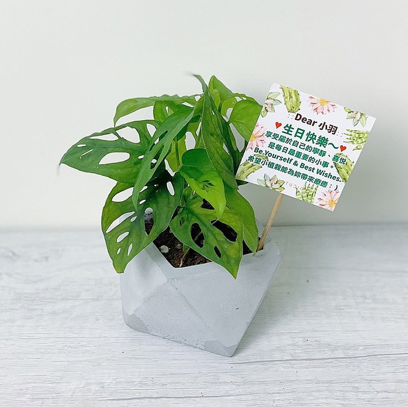 【超人气室内观赏植物】洞洞蔓绿绒 窗孔龟背芋盆栽 @JU - 植栽/盆栽 - 水泥 灰色