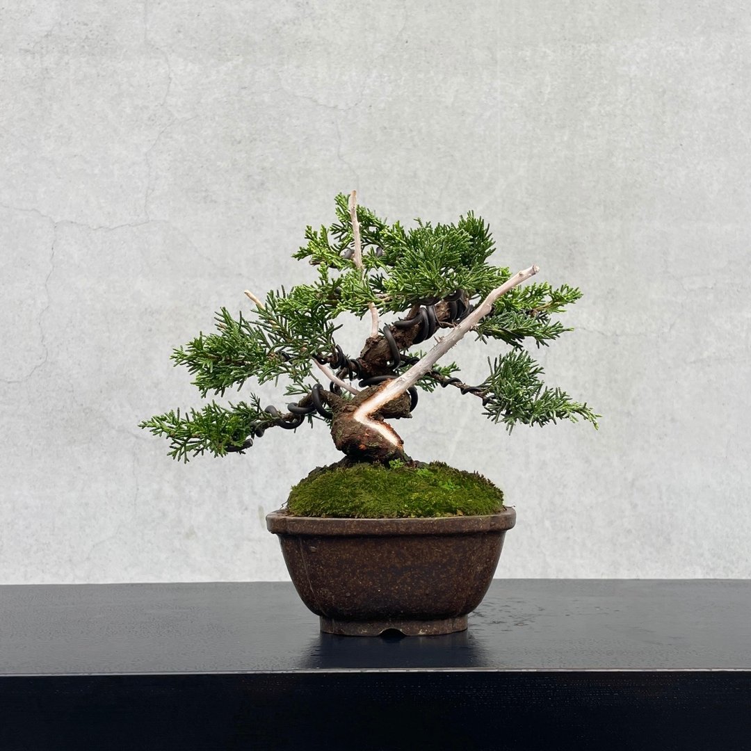 小品盆栽 - 宫阪系鱼川真柏 盆景 送礼 - 植栽/盆栽 - 植物．花 