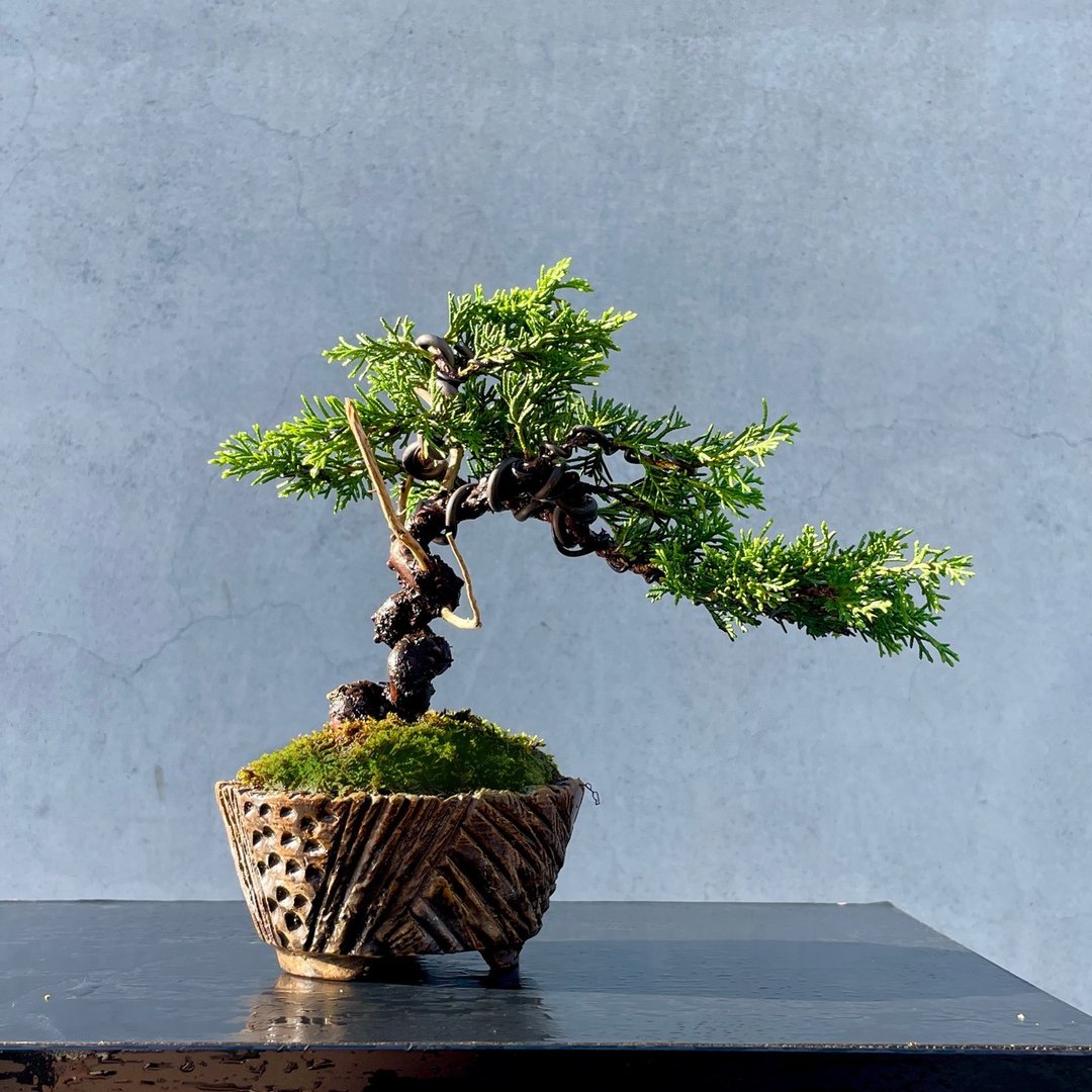 小品盆栽 - 宫阪系鱼川真柏 盆景 送礼 - 植栽/盆栽 - 植物．花 