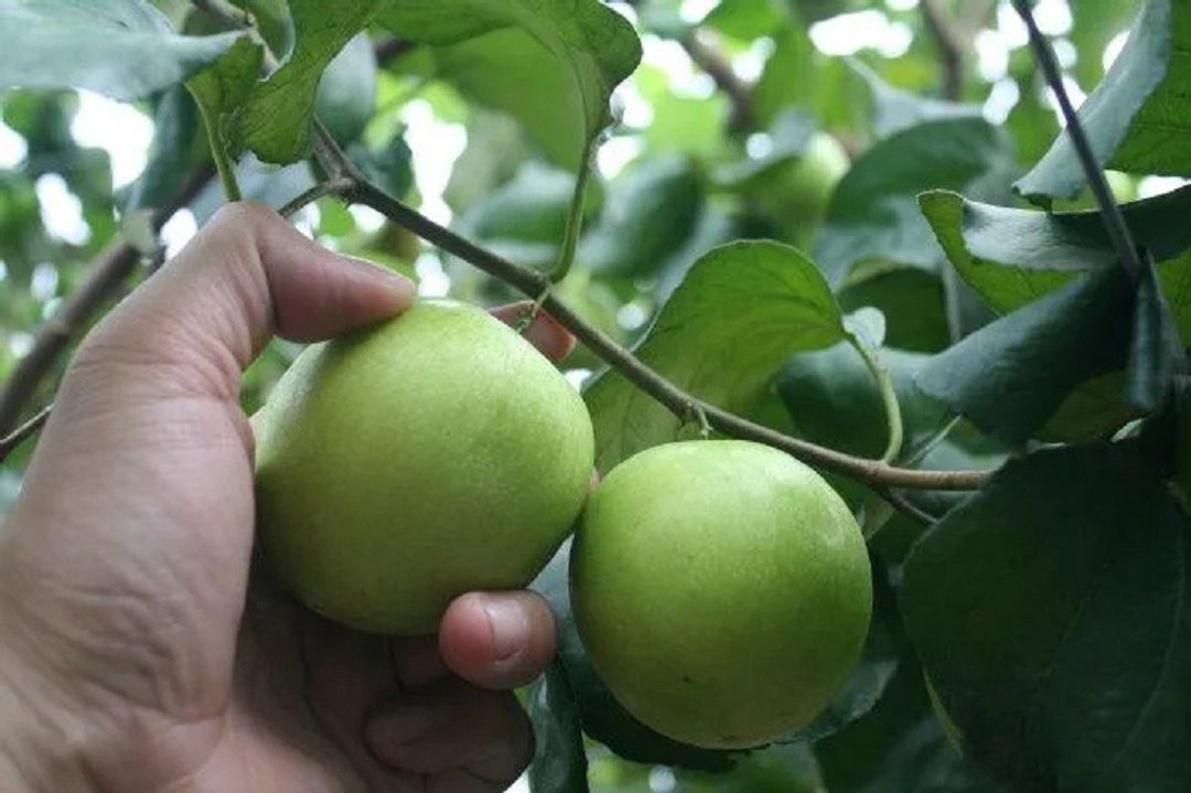 【枣乐子】桧木蜜枣5斤手提礼盒4盒(优等2盒+超大2盒)(含运) - 其他 - 其他材质 