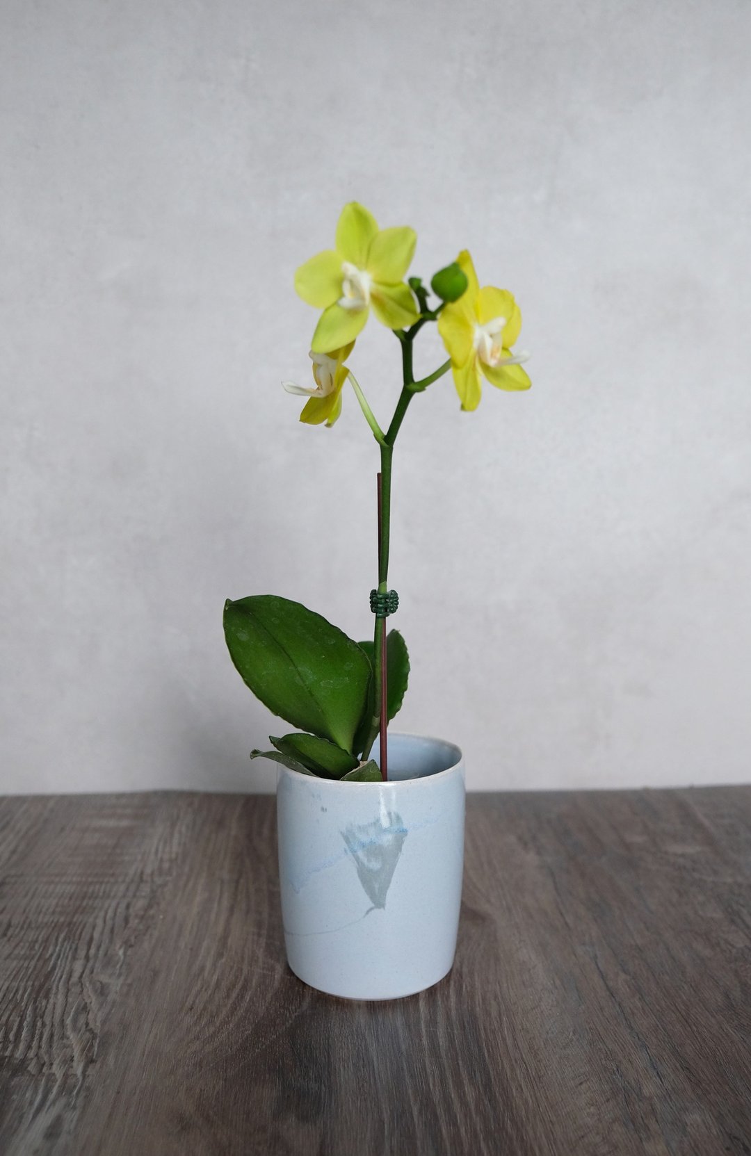 小兰花花器 - 花瓶/陶器 - 瓷 蓝色