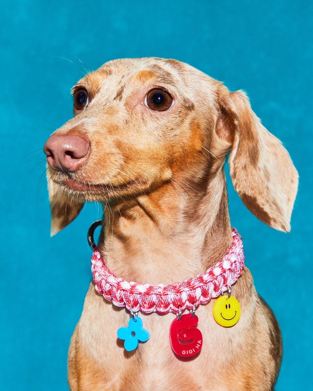 SQUIGGLES (KAKIGORI COLOR) - TAILOR MADE COLLAR FOR DOGS / CATS - 项圈/牵绳 - 聚酯纤维 多色