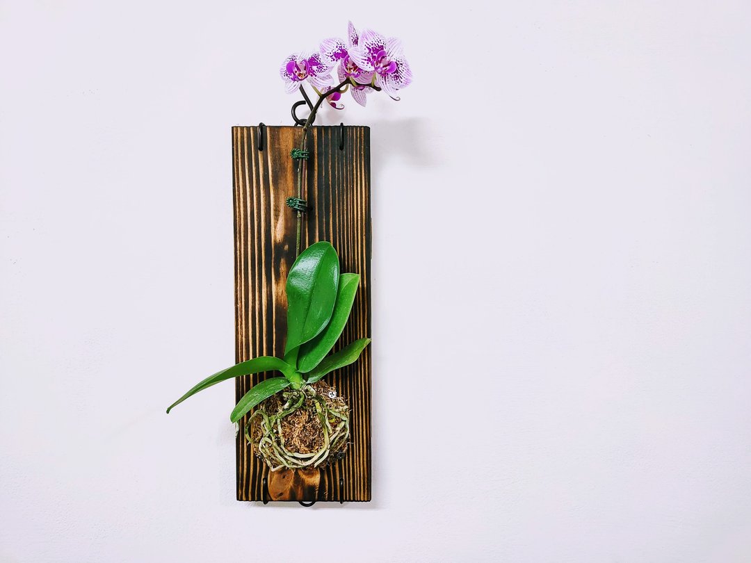 兰花板植│居家装饰│室内植物 - 植栽/盆栽 - 植物．花 多色
