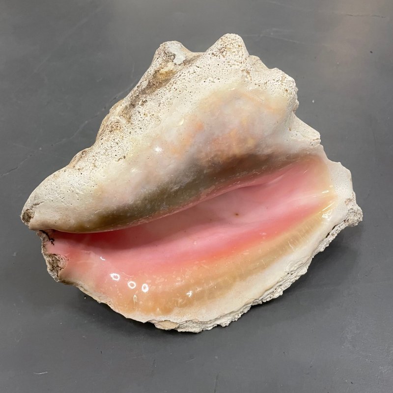 全天然不经打磨女皇贝贝壳 I 家居摆设 I 风水摆设 - 摆饰 - 贝壳 粉红色