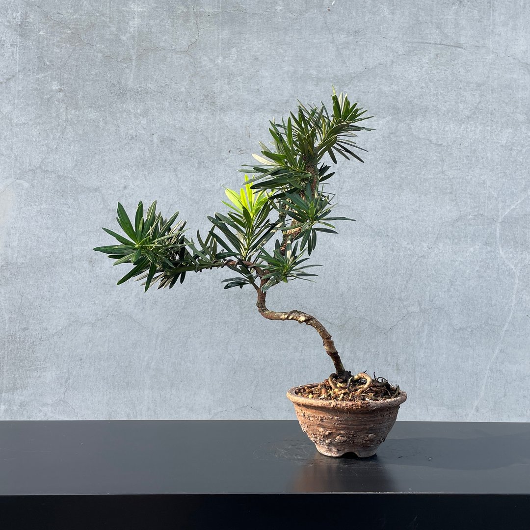 小品盆栽-缀化罗汉松 盆景 稀有 - 植栽/盆栽 - 植物．花 