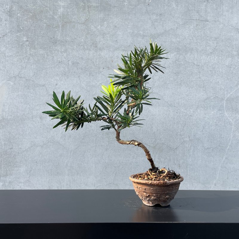小品盆栽-缀化罗汉松 盆景 稀有 - 植栽/盆栽 - 植物．花 