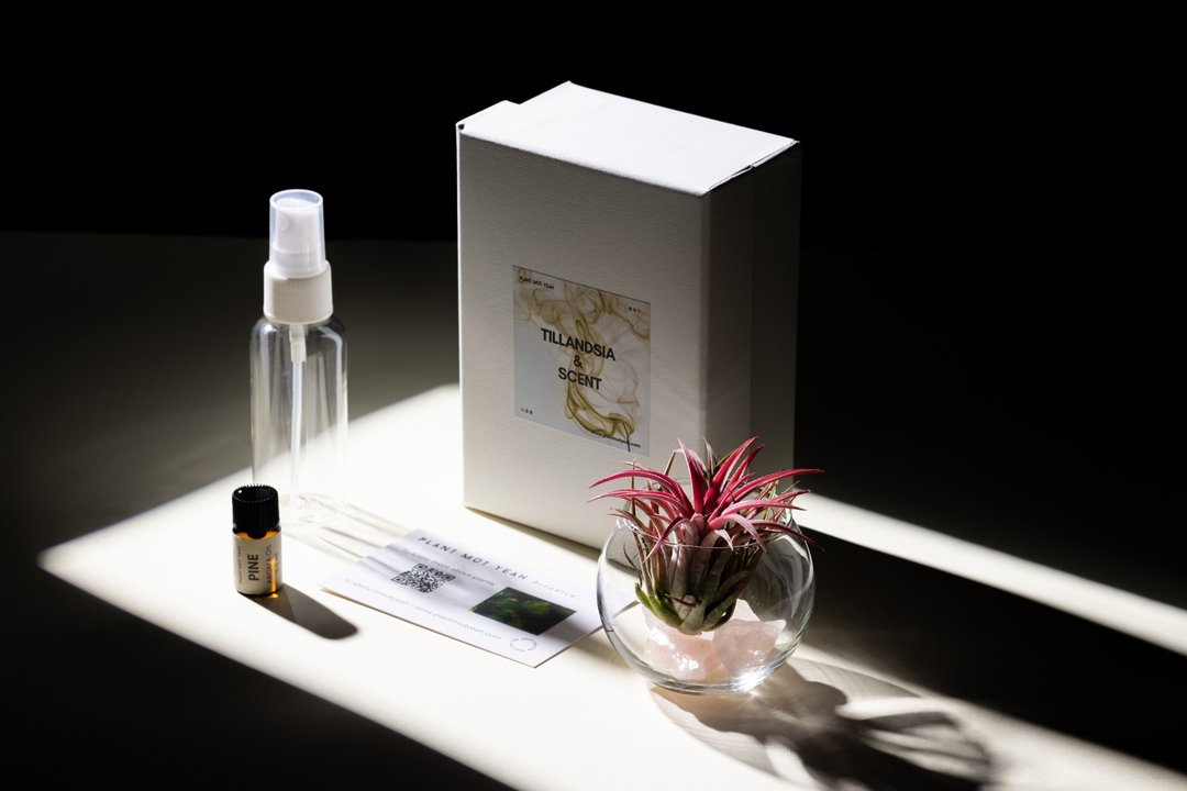 【新年情人节生日礼物】+卡 香味空气草 Tilandsia & Scent - 植栽/盆栽 - 玻璃 透明